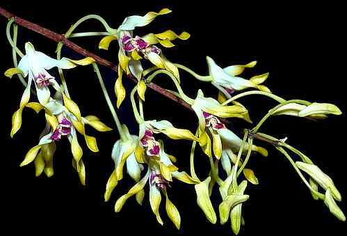 Dendrobium canaliculatum
